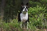 BOSTON TERRIER 177